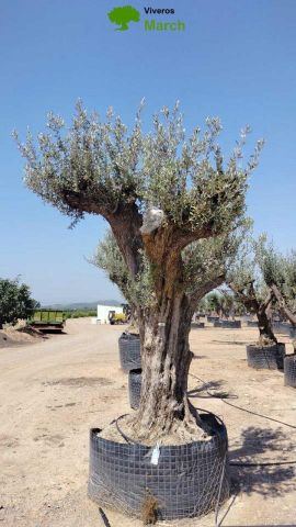 OLEA EUROPAEA REF 03 120/160 HT300/350