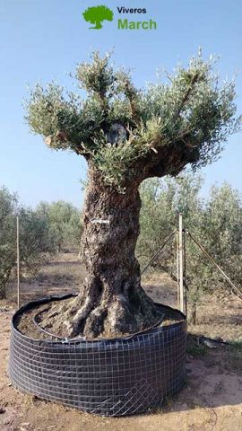 OLEA EUROPAEA REF 03 120/160 HT300/350