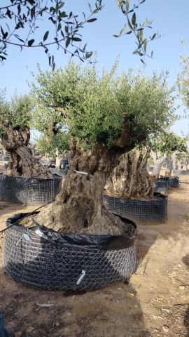OLEA EUROPAEA REF 04 120/160 HT350/400