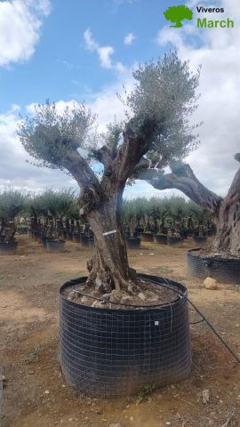 OLEA EUROPAEA REF 04 120/160 HT350/400