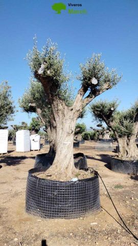 OLEA EUROPAEA REF 04 120/160 HT350/400
