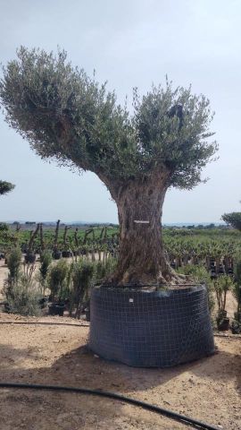 OLEA EUROPAEA REF 04 120/160 HT350/400