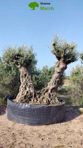 OLEA EUROPAEA REF 04 120/160 HT350/400