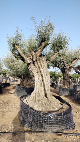 OLEA EUROPAEA REF 05 160/180 HT350/400
