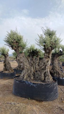 OLEA EUROPAEA REF 05 160/180 HT350/400