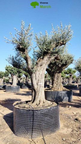 OLEA EUROPAEA REF 05 160/180 HT350/400