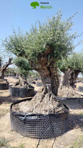 OLEA EUROPAEA REF 05 160/180 HT350/400