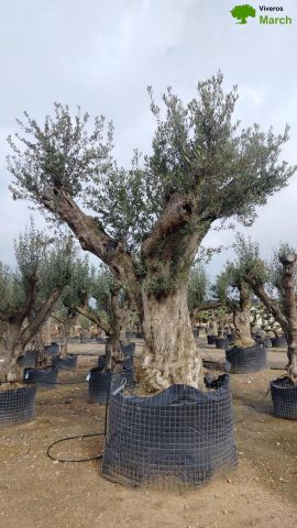 OLEA EUROPAEA REF 05 160/180 HT350/400