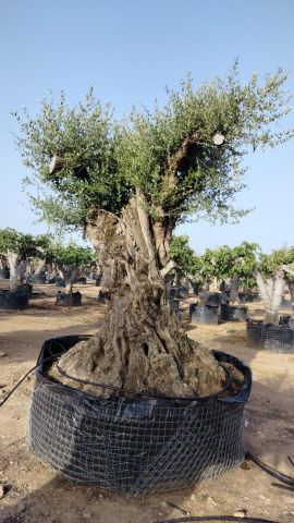 OLEA EUROPAEA REF 06 160/180 HT350/400