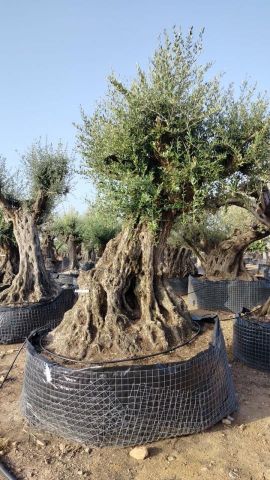 OLEA EUROPAEA REF 06 160/180 HT350/400