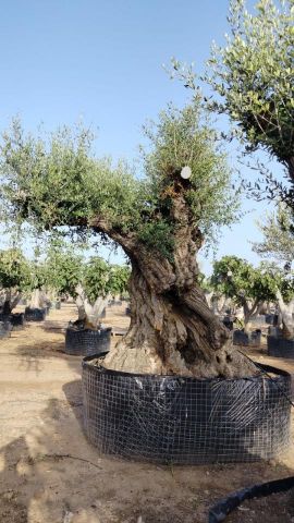 OLEA EUROPAEA REF 06 160/180 HT350/400