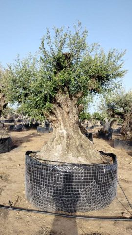 OLEA EUROPAEA REF 06 160/180 HT350/400