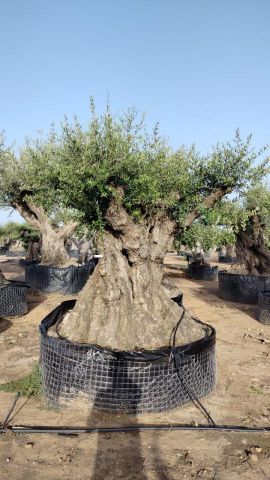 OLEA EUROPAEA REF 06 160/180 HT350/400