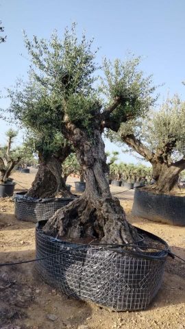 OLEA EUROPAEA REF 06 160/180 HT350/400