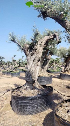 OLEA EUROPAEA REF 06 160/180 HT350/400