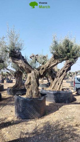 OLEA EUROPAEA REF 06 160/180 HT350/400