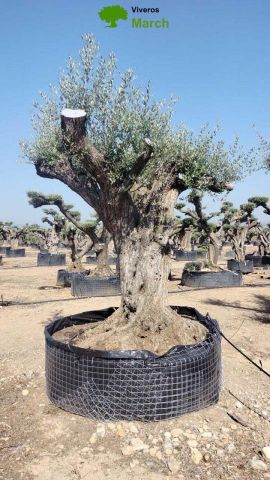 OLEA EUROPAEA REF 06 160/180 HT350/400