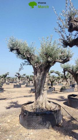 OLEA EUROPAEA REF 06 160/180 HT350/400