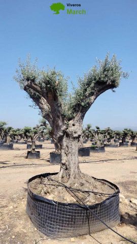 OLEA EUROPAEA REF 06 160/180 HT350/400