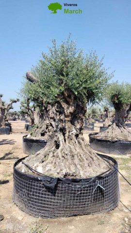 OLEA EUROPAEA REF 06 160/180 HT350/400