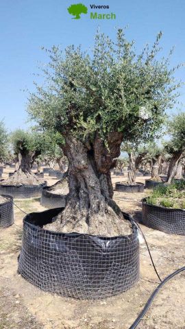 OLEA EUROPAEA REF 06 160/180 HT350/400