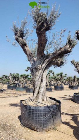 OLEA EUROPAEA REF 06 160/180 HT350/400