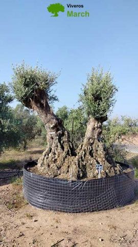 OLEA EUROPAEA REF 06 160/180 HT350/400