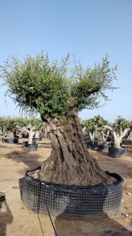 OLEA EUROPAEA REF 07 180/210 HT350/400