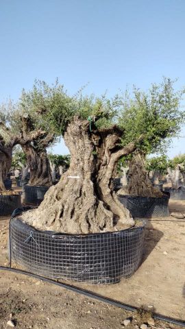 OLEA EUROPAEA REF 07 180/210 HT350/400