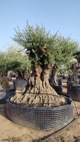 OLEA EUROPAEA REF 07 180/210 HT350/400