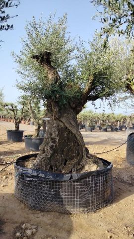 OLEA EUROPAEA REF 07 180/210 HT350/400