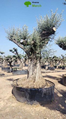 OLEA EUROPAEA REF 07 180/210 HT350/400