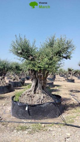 OLEA EUROPAEA REF 07 180/210 HT350/400