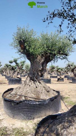 OLEA EUROPAEA REF 07 180/210 HT350/400