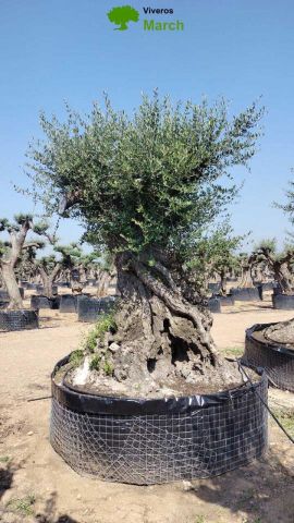 OLEA EUROPAEA REF 07 180/210 HT350/400
