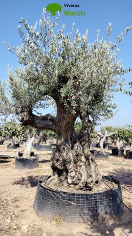 OLEA EUROPAEA REF 09 210/220 HT350/400