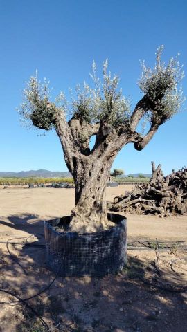 OLEA EUROPAEA REF 09 210/220 HT350/400