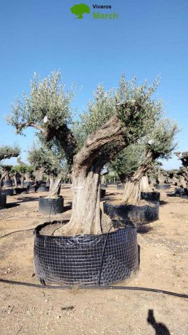 OLEA EUROPAEA REF 09 210/220 HT350/400