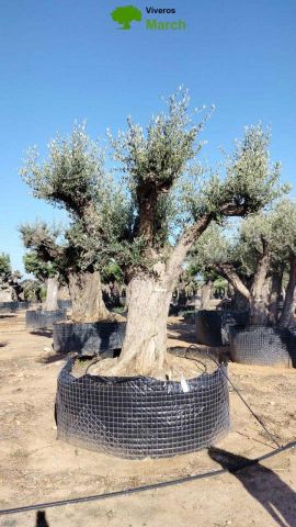 OLEA EUROPAEA REF 09 210/220 HT350/400