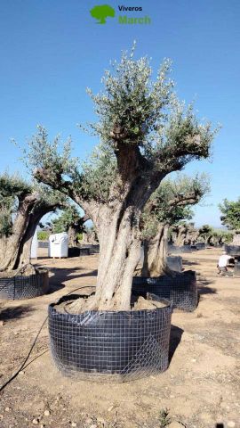 OLEA EUROPAEA REF 09 210/220 HT350/400
