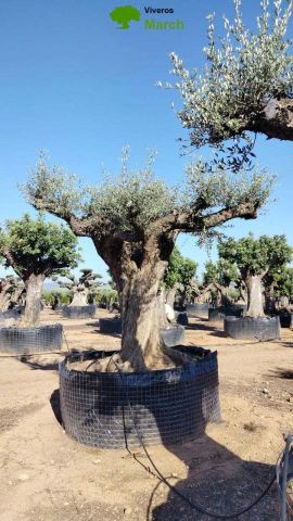 OLEA EUROPAEA REF 09 210/220 HT350/400