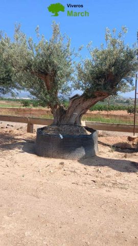 OLEA EUROPAEA REF 10 210/220 HT350/400