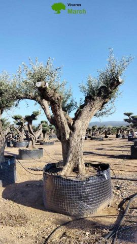 OLEA EUROPAEA REF 10 210/220 HT350/400