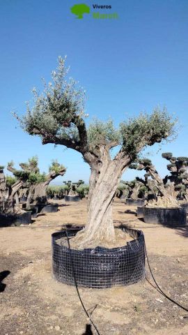 OLEA EUROPAEA REF 10 210/220 HT350/400