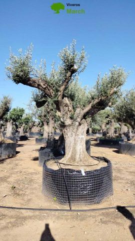 OLEA EUROPAEA REF 10 210/220 HT350/400