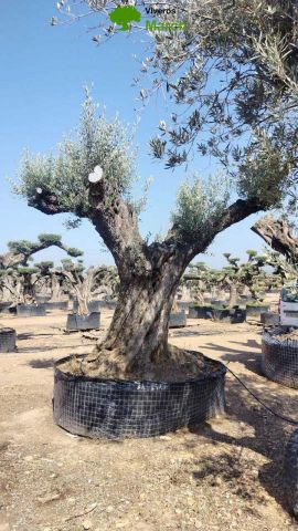 OLEA EUROPAEA REF 11 210/220 HT350/400