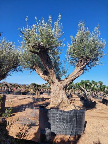 OLEA EUROPAEA REF 12 220/240 HT350/400