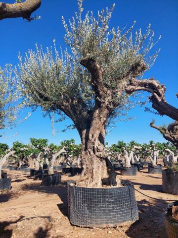 OLEA EUROPAEA REF 13 220/240 HT350/400