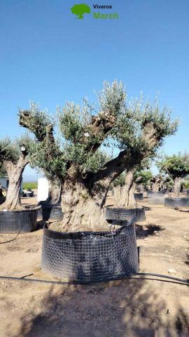 OLEA EUROPAEA REF 13 220/240 HT350/400