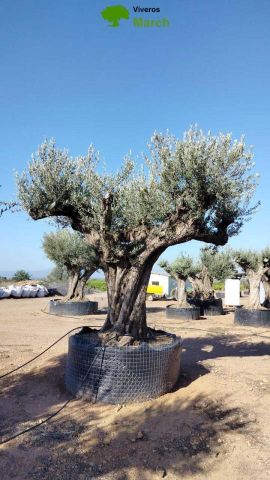 OLEA EUROPAEA REF 13 220/240 HT350/400